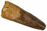 Fossil Spinosaurus Tooth - Real Dinosaur Tooth #360107-1